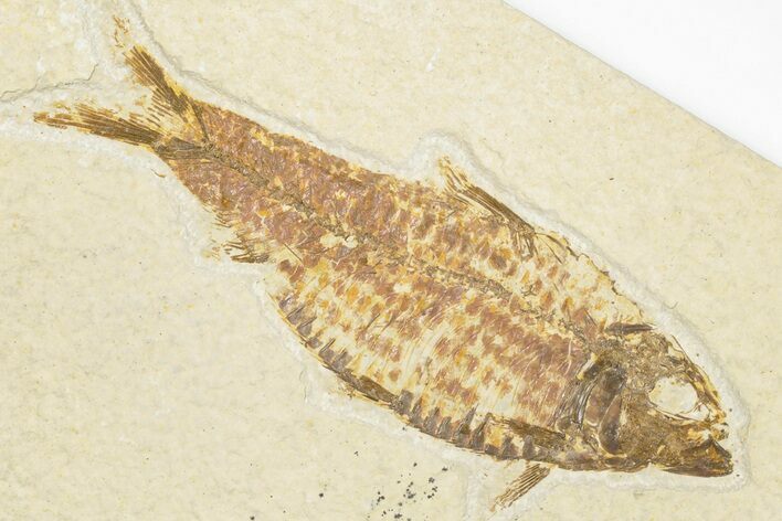 4.4" Detailed Fossil Fish (Knightia) - Wyoming